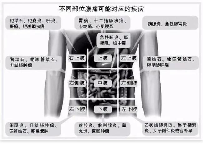 肚子两边是什么器官