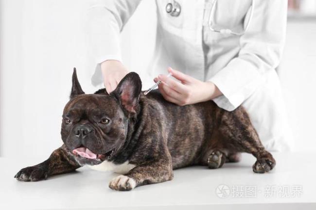 狗狗疫苗到底是什么