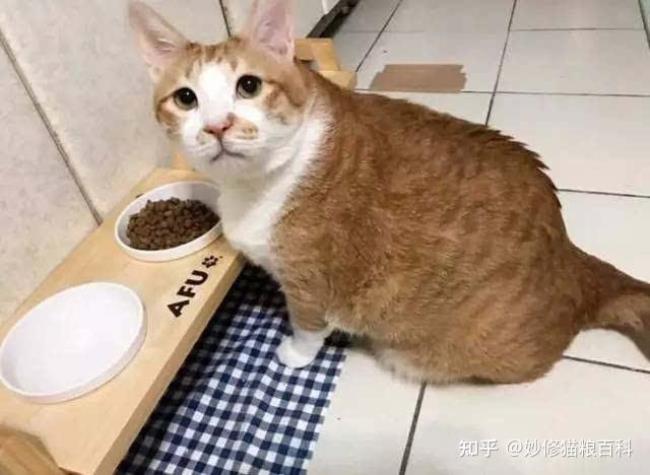 猫咪不吃饭怎么回事