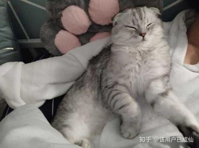 银渐层和狸花猫的崽属于什么