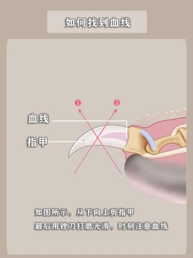 狗狗磨甲的正确方法