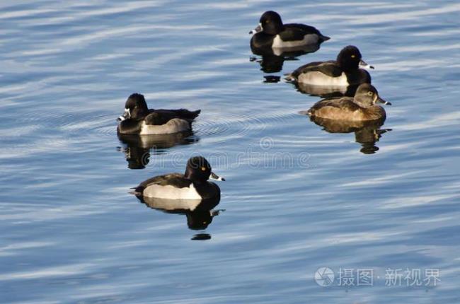 野生水鸭子的学名叫什么