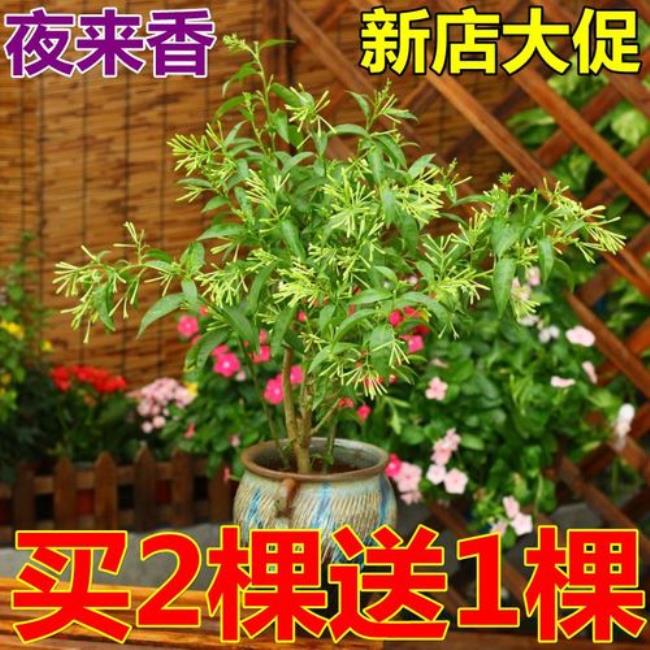 晚香玉8月份种植当年能不能开花