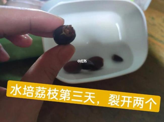 水培荔枝结果吗