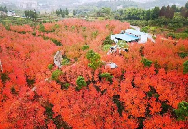 漫山遍野一片红是哪个古诗