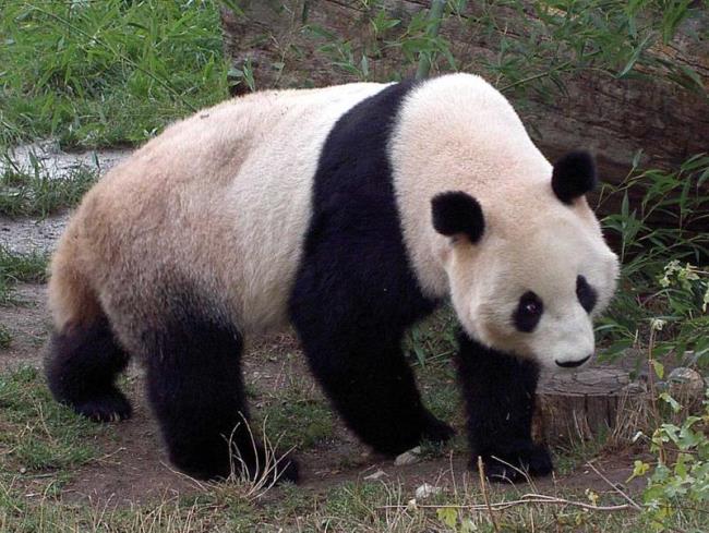 大熊猫为什么要叫大熊猫