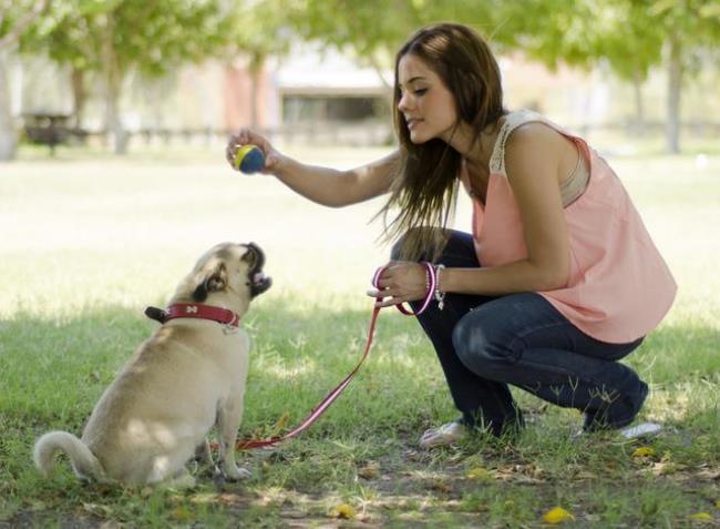 如何成为一名训犬师