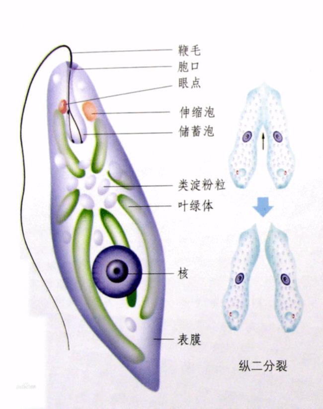 世界上最小最简单的单细胞生物