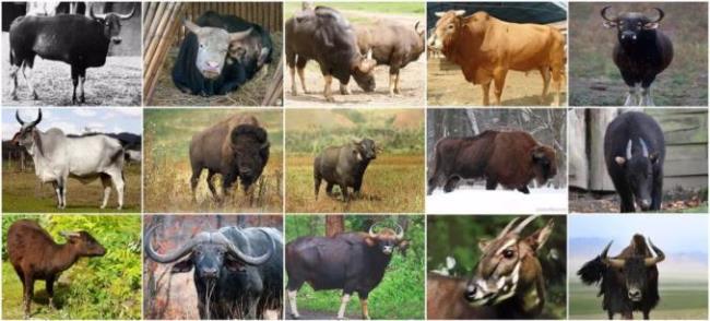水牛的生物学分类