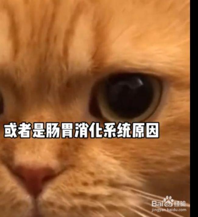 猫咪不吃东西不拉屎怎么回事