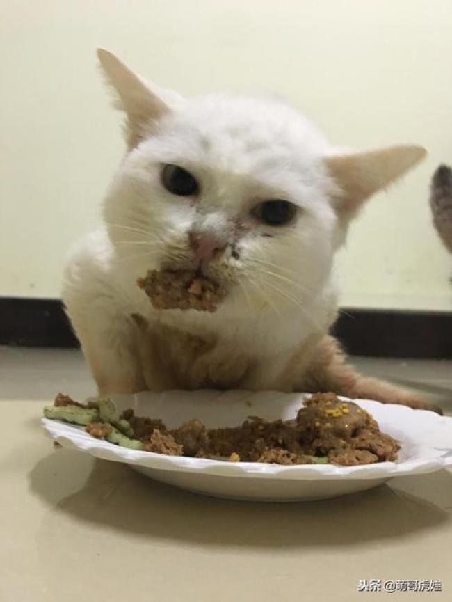 猫猫不吃饭怎么办