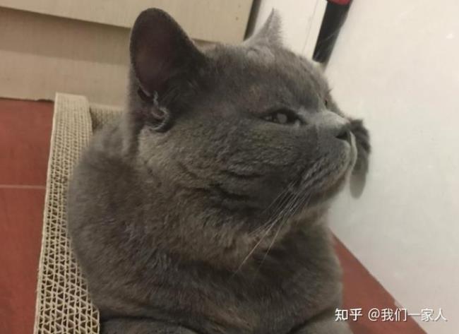 蓝猫不吃东西怎么办