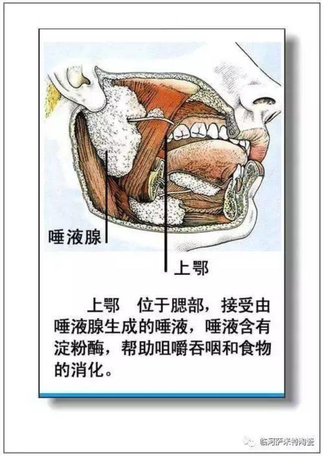 内脏器官分布图