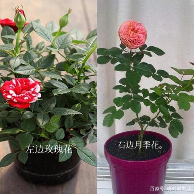 怎样区分玫瑰花蕾和月季花蕾