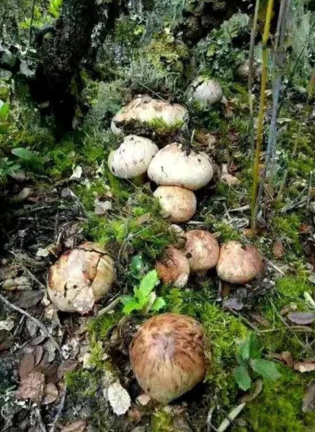 野生菌生长最快的季节是什么