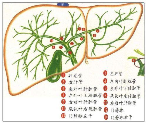 胆囊切除15天后胆汁呈草绿色