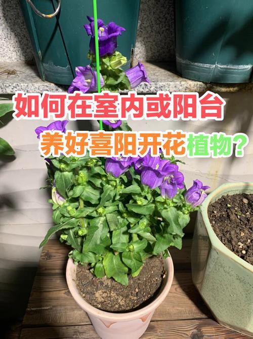 室内植物如何补光