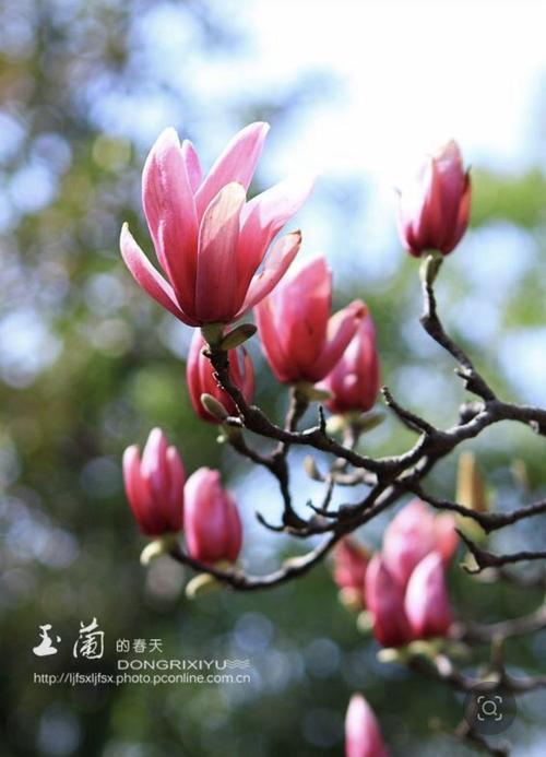 关于林庚的诗《春天的心》