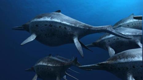 古代最大的鲸鱼排名