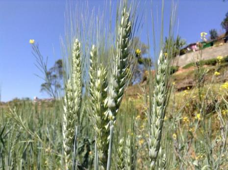 小麦花的花期是多长