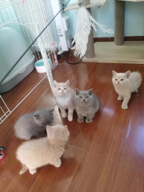 英短蓝猫母猫能和乳白公猫配吗