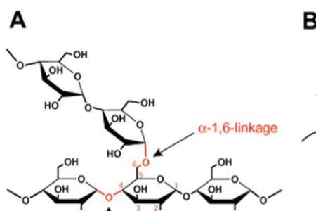 糖原的糖苷键类型